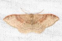 Idaea degeneraria
