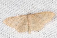 Idaea deversaria