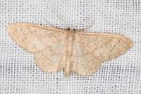 Idaea deversaria