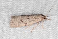 Apaidia mesogona