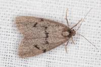 Apaidia mesogona