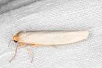 Eilema caniola