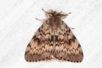 Lymantria dispar