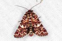 Anarta myrtilli