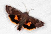 Noctua janthina