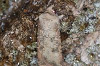 Agrotis segetum