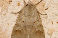 Ammoconia caecimacula