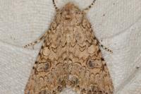 Anarta trifolii