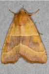 Atethmia centrago