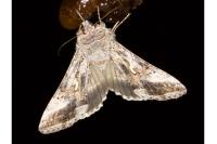 Autographa gamma