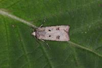 Agrotis trux