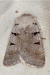 Eugnorisma glareosa