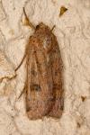 Noctua orbona