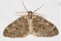 Nothocasis sertata