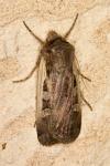 Ochropleura plecta