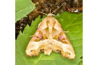 Phlogophora meticulosa