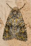 Polymixis flavicincta flavicincta