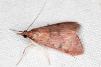 Uresiphita gilvata