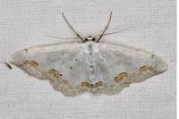 Scopula ornata