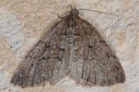 Thera cognata