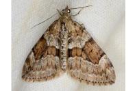 Thera obeliscata