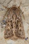 Tholera decimalis