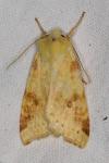 Cirrhia icteritia