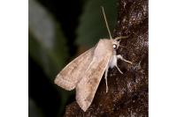 Cirrhia ocellaris