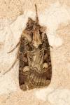Opigena polygona
