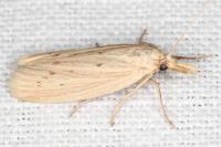 Ematheudes punctella