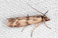 Homoeosoma sinuella