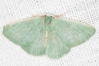 Xenochlorodes olympiaria