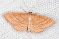 Idaea ochrata