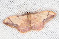 Idaea ostrinaria