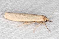 Indalia pygmaeola pallifrons