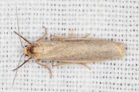 Indalia pygmaeola pallifrons
