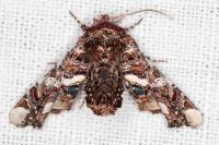 Eutelia adulatrix