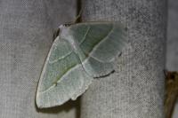 Campaea margaritaria