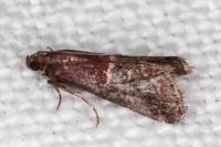 Acrobasis marmorea