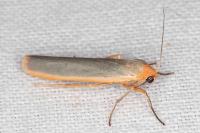 Manulea complana