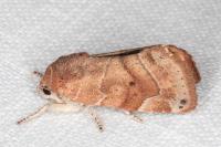 Cosmia affinis