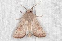 Hoplodrina ambigua