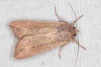 Mythimna unipuncta
