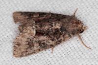Oligia