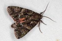 Polyphaenis sericata