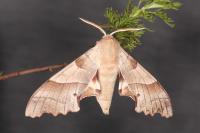 Marumba quercus