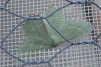 Thalera fimbrialis