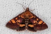 Pyrausta aurata