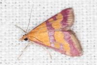 Pyrausta sanguinalis