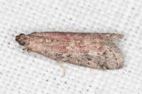 Ephestia woodiella